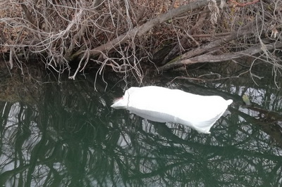 В Кораблинском районе в Ранове обнаружили мешки со шкурами животных